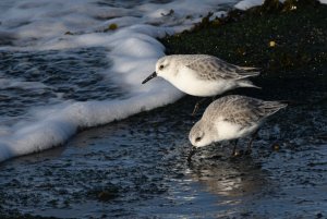 Sanderling