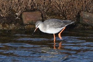 Spotted Redshank