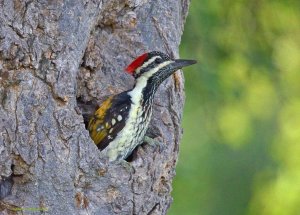 Black-Rumped Flameback