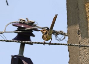 Common Babbler