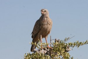 Dark Chanting Goshawk