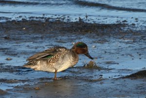 Common Teal