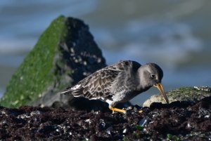 Purple Sandpiper