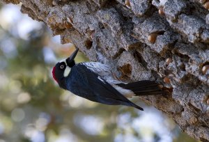 Acorn Woodpecker 2435.jpg