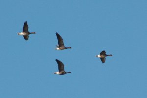5-Oie rieuse Anser albifrons White-fronted Goose-9 janvier 2011.jpg