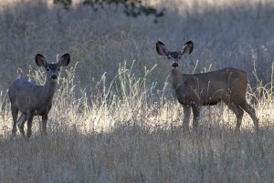 Black Tailed Deer 2378.jpg