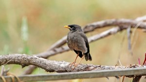 Javan Myna