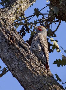 Northern Flicker 2451.jpg