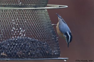 Red-breasted Nuthatch