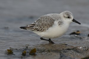 Sanderling