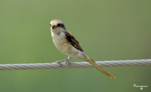 Brown Shrike - Young Adult
