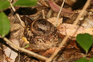 Collared Nightjar