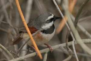 Red-shouldered Vanga