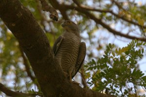 Madagascar Sparrowhawk