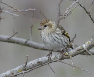 Pine siskin