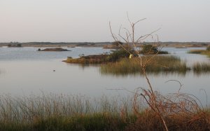 Khijadiya Bird Sanctuary