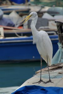 Great Egret