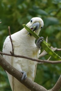 Sulphur-crested Cockatoo