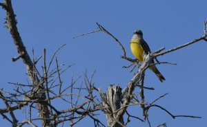 Couch's Kingbird