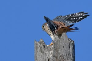 American kestrel