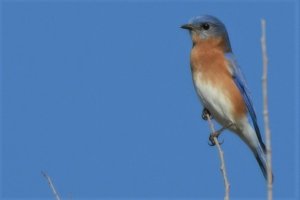 Eastern bluebird