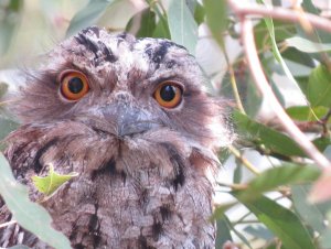 Tawny frogmouth