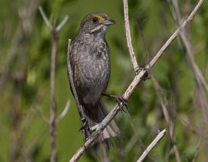 Seaside sparrow