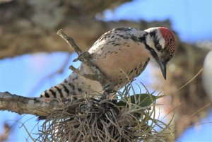 Ladder-backed woodpecker