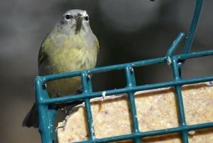 Orange-crowned warbler