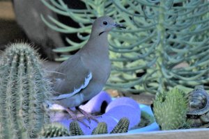 White-winged dove