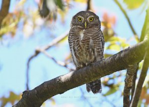 ASIAN-BARRED-OWLET