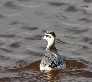 Grey Phalarope