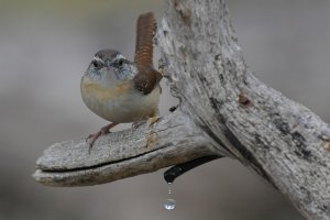 Carolina wren