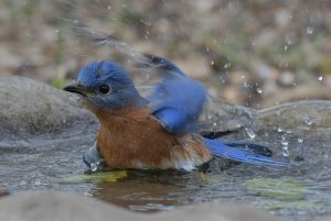 Eastern blue bird