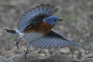 Eastern bluebird