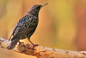 Starling 12-27-20 IMG_0355web.jpg