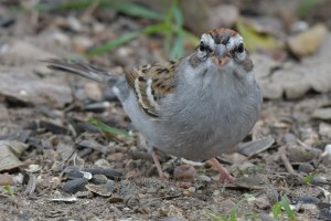Chipping sparrow.JPG