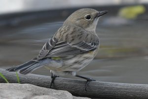 Yellow-rumped warbler