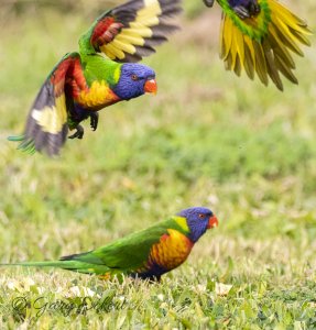 Rainbow lorikeets