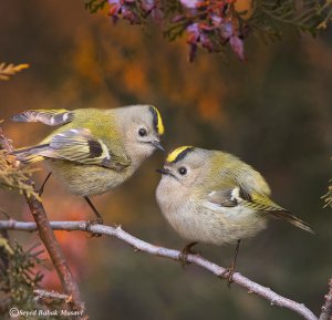 Gold Crest