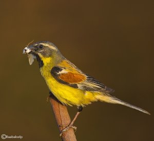 Sistan scrub sparrow