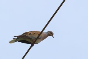 54-Tourterelle des bois Streptopelia turtur Turtle Dove- 21 mai 2020.jpg