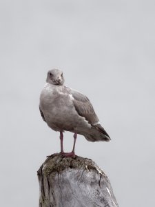 Olympic gull (western x glaucous-winged)