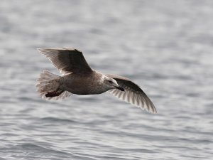 Glaucous-winged or "olympic" Gull