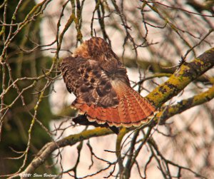 Red-tailed Hawk 1-17-21 IMG_3553web.jpg