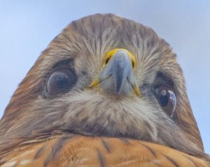 Red Shouldered Hawk 2021-6.jpg