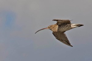 Curlew