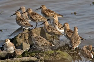 Dunlin