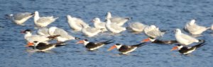 Terns/Gulls/Skimmers