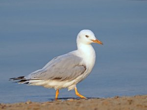 slender-billed Gull